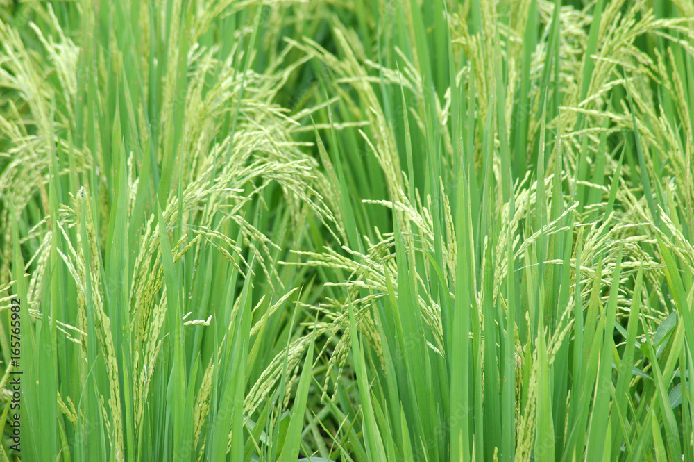 close up on rice and leaves in the field close up on rice and leaves in the field