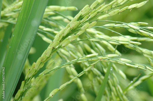 close up on rice and leaves in the field
