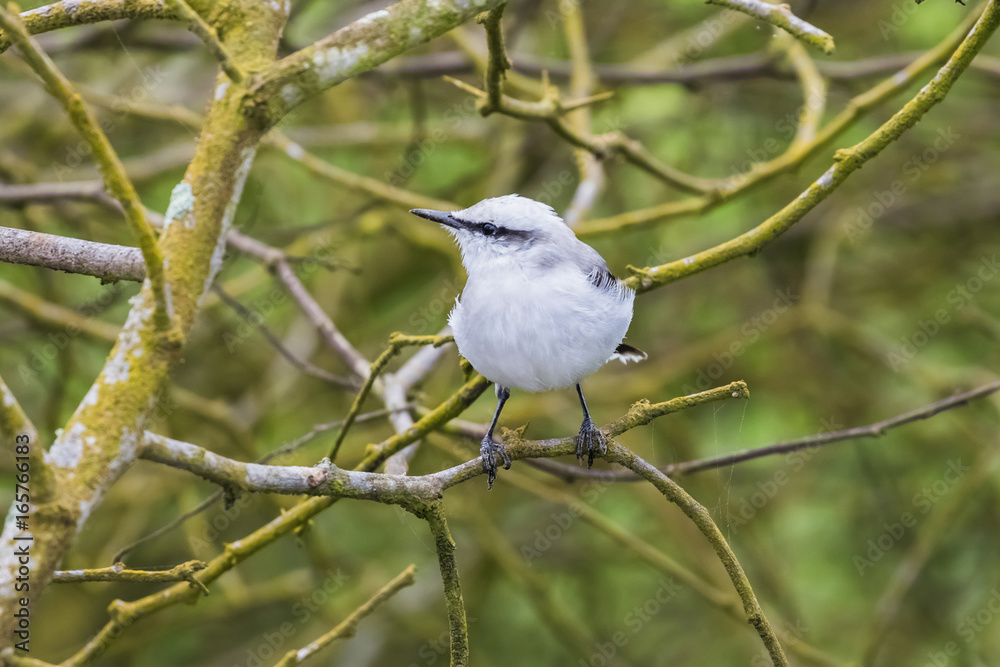 Fototapeta premium A Masked Water Tyrant sitting among the branches of a tree