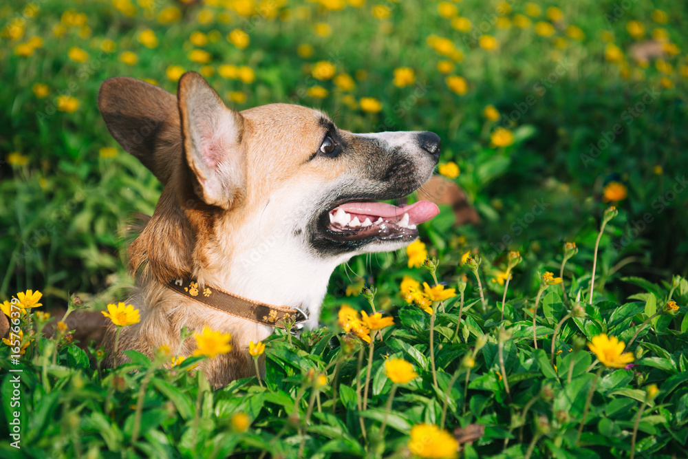 Pembroke welsh corgi puppy sitting in flowers Pembroke welsh corgi puppy sitting in flowers