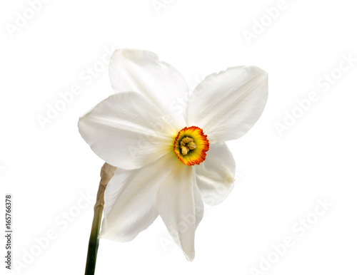 Flower of yellow Daffodil (narcissus) isolated on white background