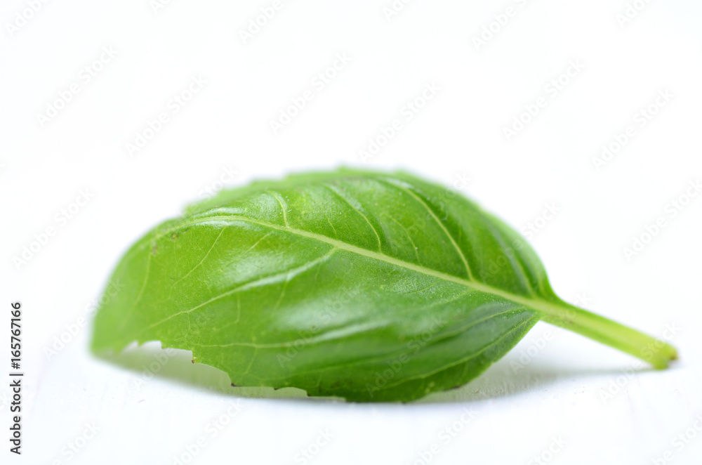 Fototapeta premium Fresh basil leaves