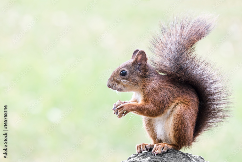 red squirrel with fluffy tail sitting in the summer park with nut in paws red squirrel with fluffy tail sitting in the summer park with nut in paws