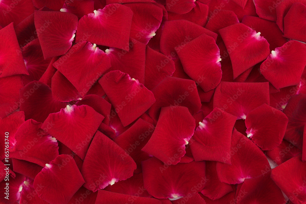 Red rose petals background Red rose petals background