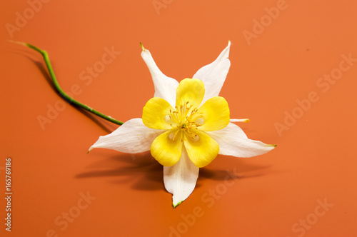 Fototapeta Naklejka Na Ścianę i Meble -  Beautiful daisy flowers isolated on black background