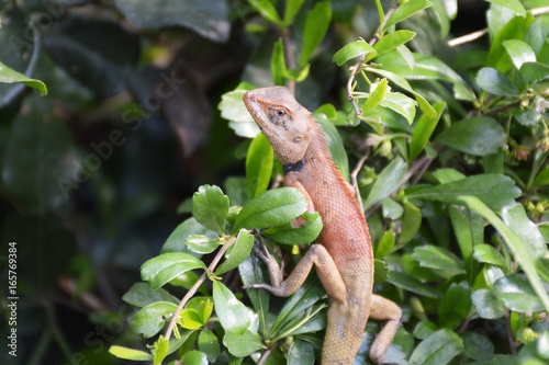 chameleon on green tree © mansum008