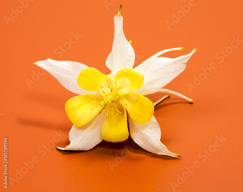 Fototapeta Naklejka Na Ścianę i Meble -  Beautiful daisy flowers isolated on black background
