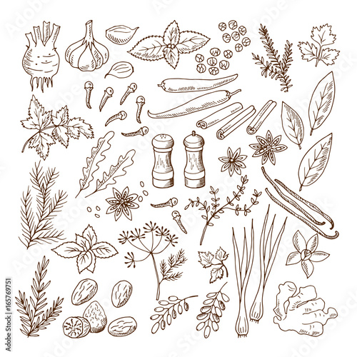 Hand drawn illustrations of different herbs and spices. Vector pictures set isolate on white