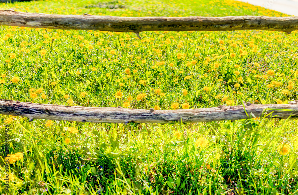 Field of many golden yellow dandelions and log fence closeup