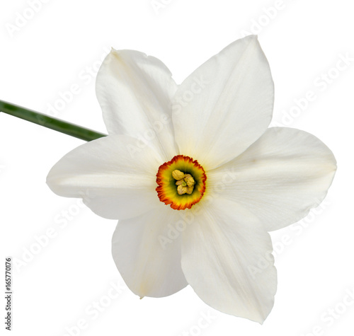 Flower of yellow Daffodil (narcissus) isolated on white background