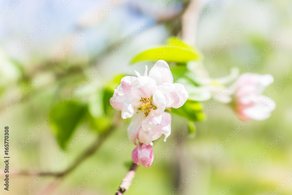 Obraz premium Macro closeup of white and pink apple blossoms growing on tree