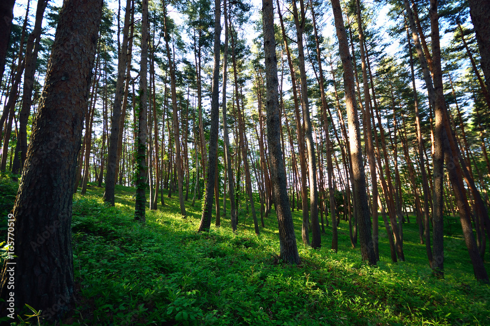 Naklejka premium 早朝のアカマツ林 Red pine forest in early morning