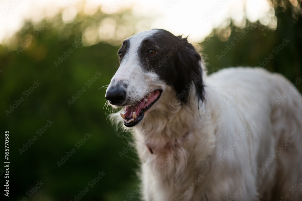 Dog portrait. Cute Borzoi dog portrait. Bokeh on background. 