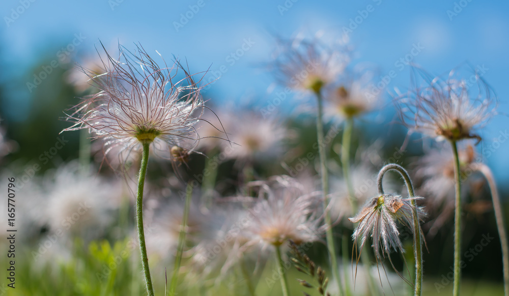 Fluffy flowers under blue sky bokeh