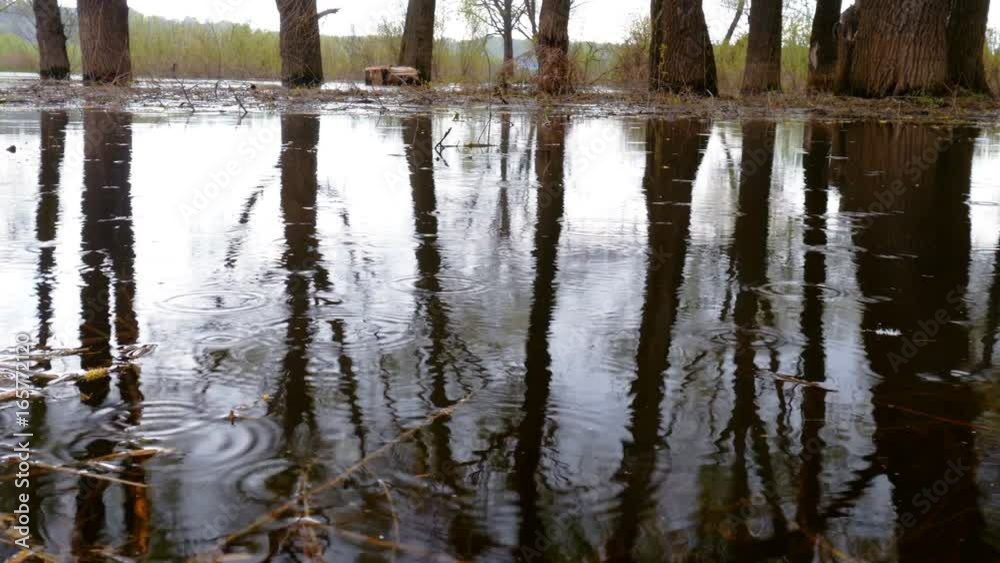 Flood river flow, spilled forest trees Flood river flow, spilled forest trees