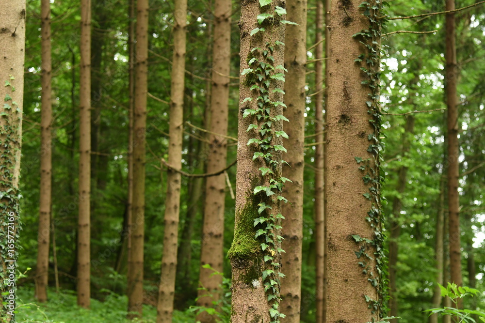Naklejka premium forest