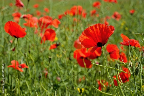 Beautiful summer poppy flowers with red petals. Blooming plants at sunset. Poppy field