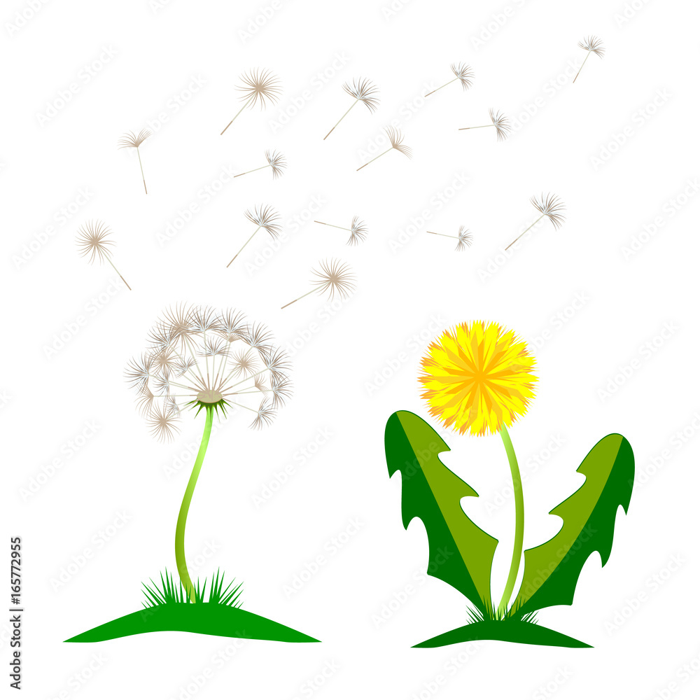 Obraz premium Beautiful yellow dandelion with leaves flower meadow. Dandelion vector icon blowing garden botany floral logo.