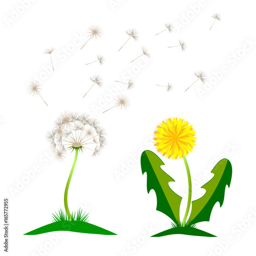 Fototapeta Naklejka Na Ścianę i Meble -  Beautiful yellow dandelion with leaves flower meadow. Dandelion vector icon blowing garden botany floral logo.