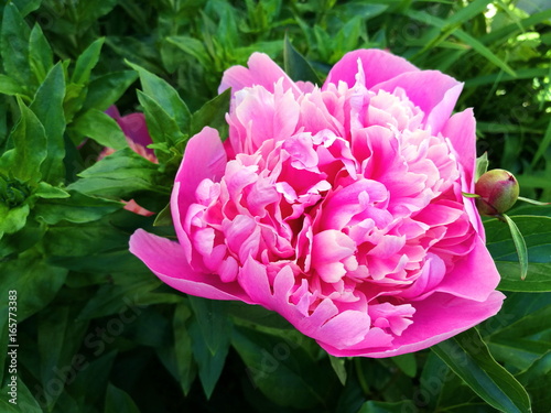 Fototapeta Naklejka Na Ścianę i Meble -  Blooming pink peonies in the garden
