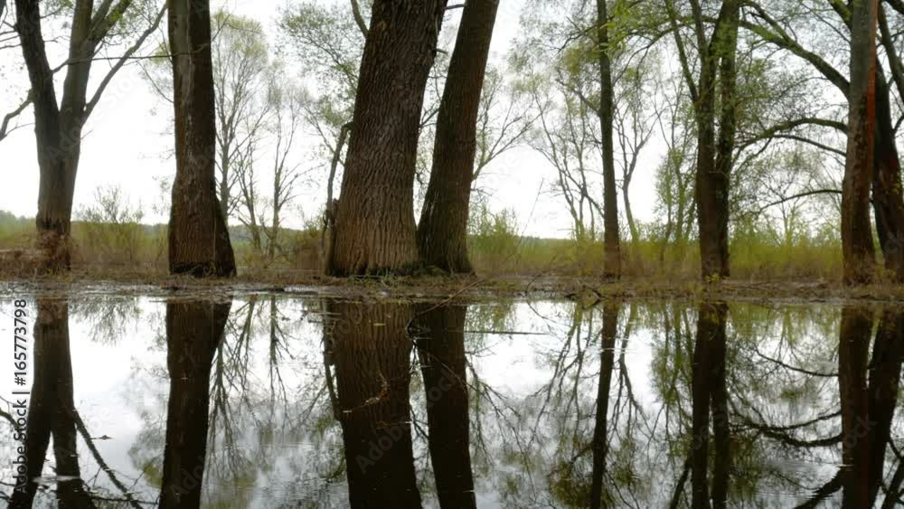 Flood river flow, spilled forest trees Flood river flow, spilled forest trees