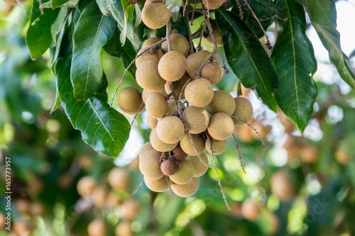 Tropical Longan orchards, Sweet Longan fruits in Chiang Mai, Thailand