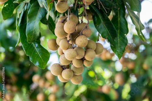 Tropical Longan orchards, Sweet Longan fruits in Chiang Mai, Thailand