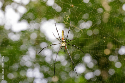 Image of Spider Nephila Maculata, Gaint Long-jawed Orb-weaver (female and male) in the net. Insect Animal