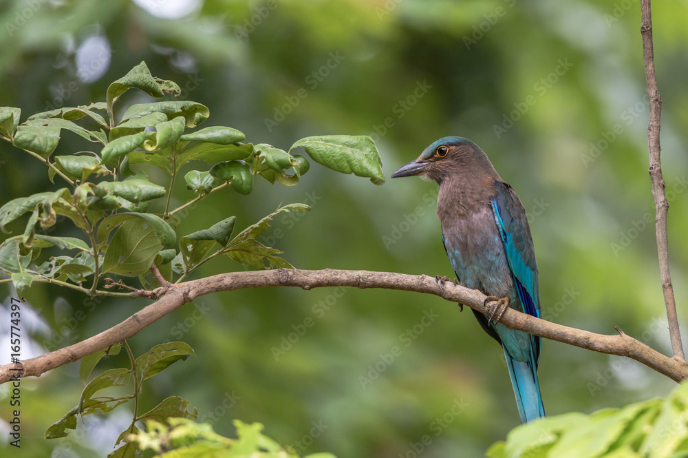 Indian roller on the branch of tree, Historic Park KamphaengPhet In Thailand. Indian roller on the branch of tree, Historic Park KamphaengPhet In Thailand.