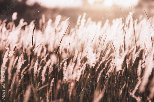 Orange scene of blowing grass flower with sunlight