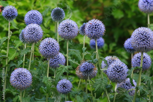 Flower heads of echinops commonly known as globe thistles in cottage garden photo