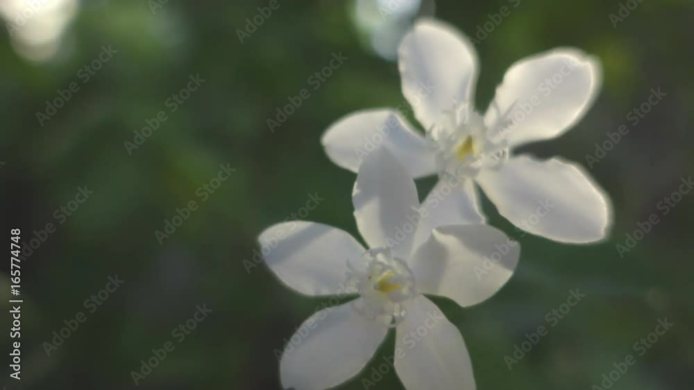 two little white flowers with sunlight in the background two little white flowers with sunlight in the background