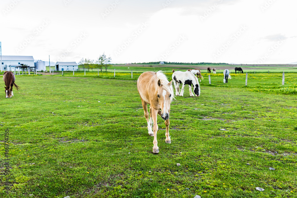 Horses in stable farm paddock grazing on green grass in landscape Horses in stable farm paddock grazing on green grass in landscape