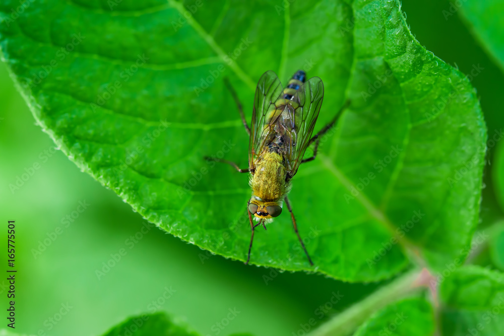 The fly yellow insect on the green leaf blur, selective focus, closeup,macro The fly yellow insect on the green leaf blur, selective focus, closeup,macro