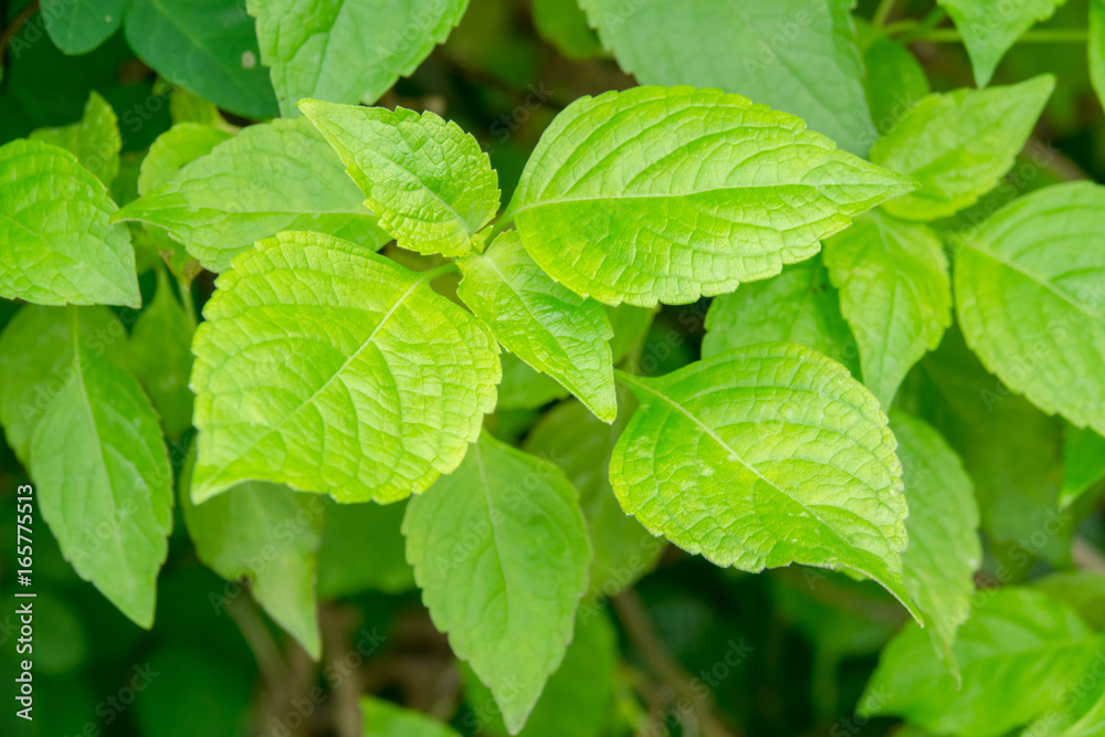 Green basil leaves Green basil leaves