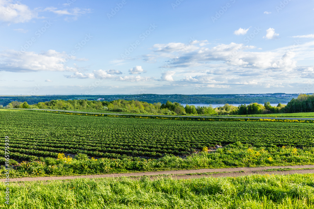 Landscape view of farm in Ile D'Orleans, Quebec, Canada with green rows of plants