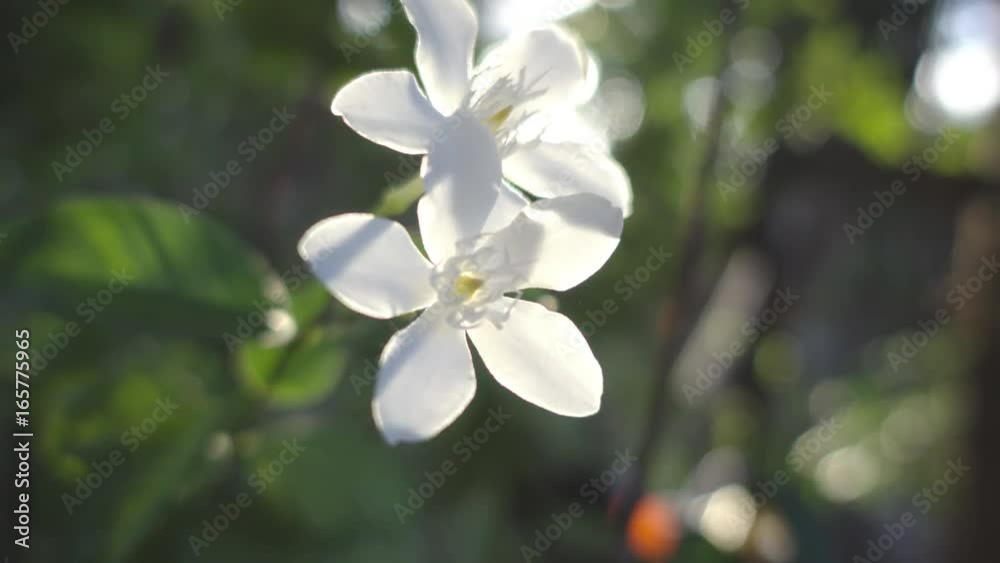 two little white flowers with sunlight in the background two little white flowers with sunlight in the background