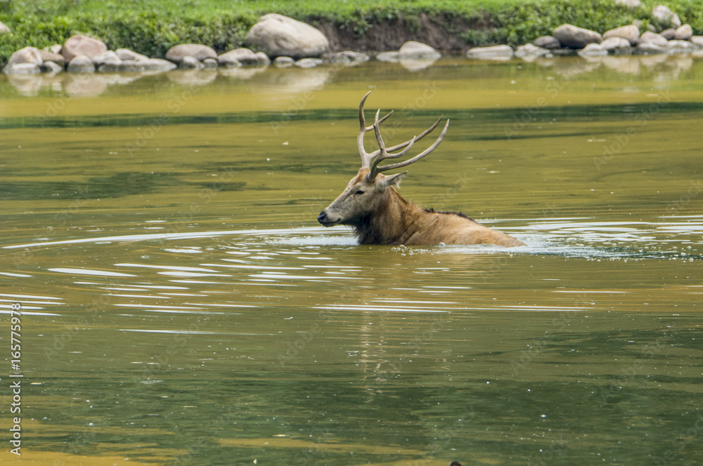 River pollution