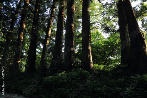 Suginami Cedar Avenue in Nikko city  Tochigi prefecture  Japan