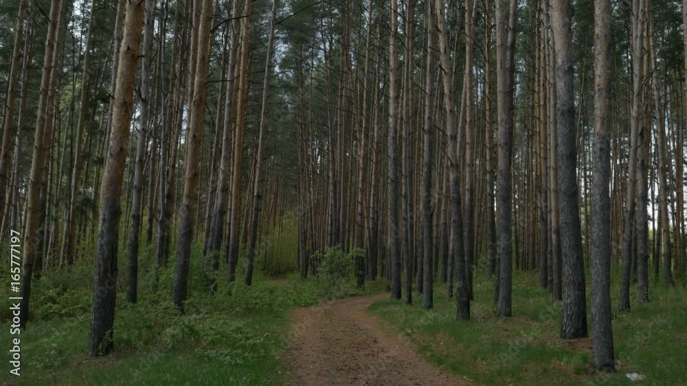 Walking on a path in the forest Walking on a path in the forest
