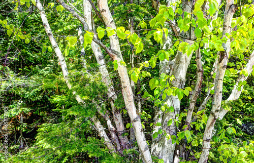 Closeup of many green birch trees grove with leaves in summer