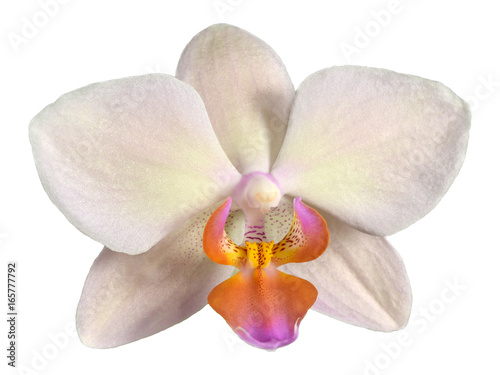 Flower of beautiful orchid Phalaenopsis in cream color, isolated on white background © Alexandrova Elena