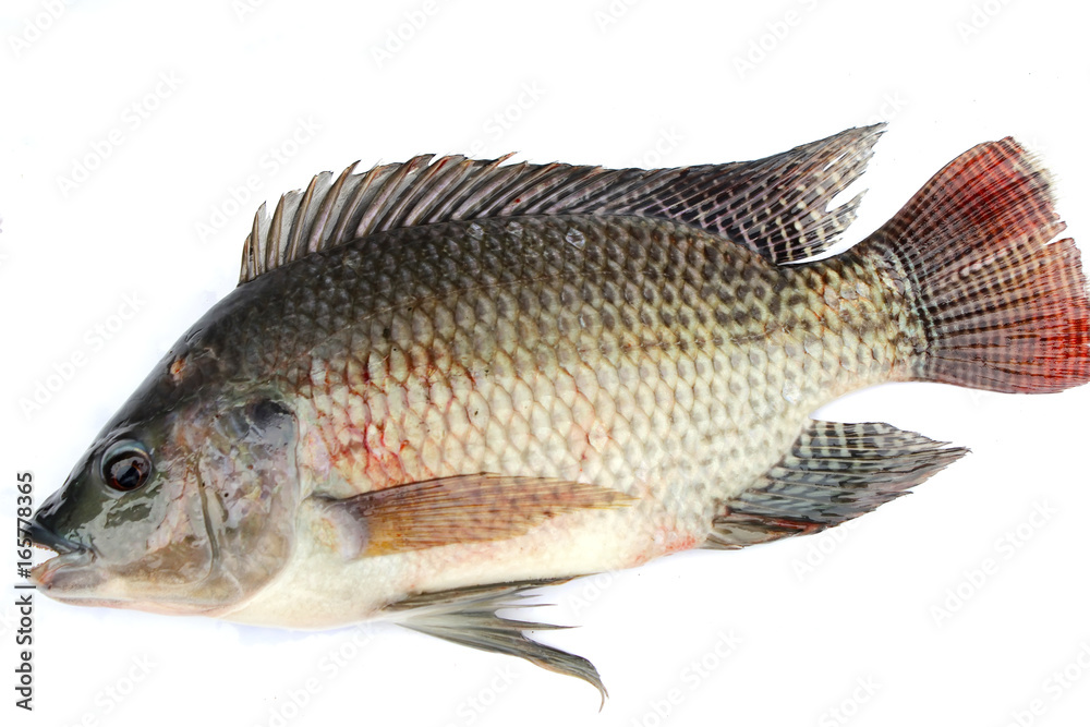 Tilapia