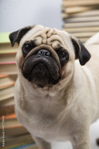 Funny dog on the background of books