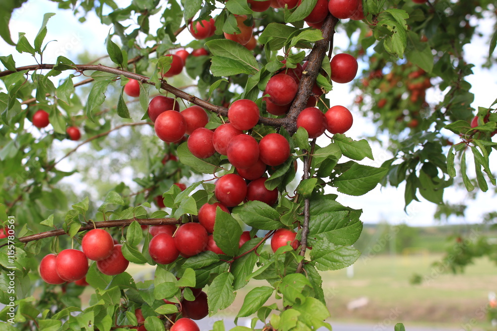 Delicious cherry-plums hanging from a tree branch in orchard on natural light,soft focus . It is a species of plum .