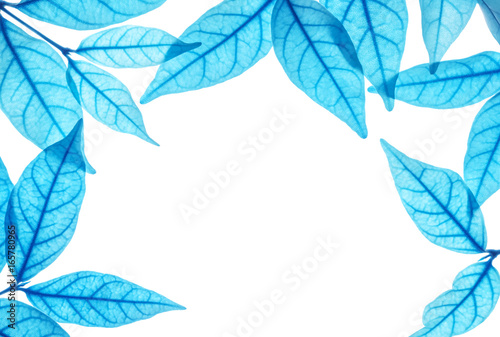 Closeup white space at the center of frame by art tone of blue leaves isolate...