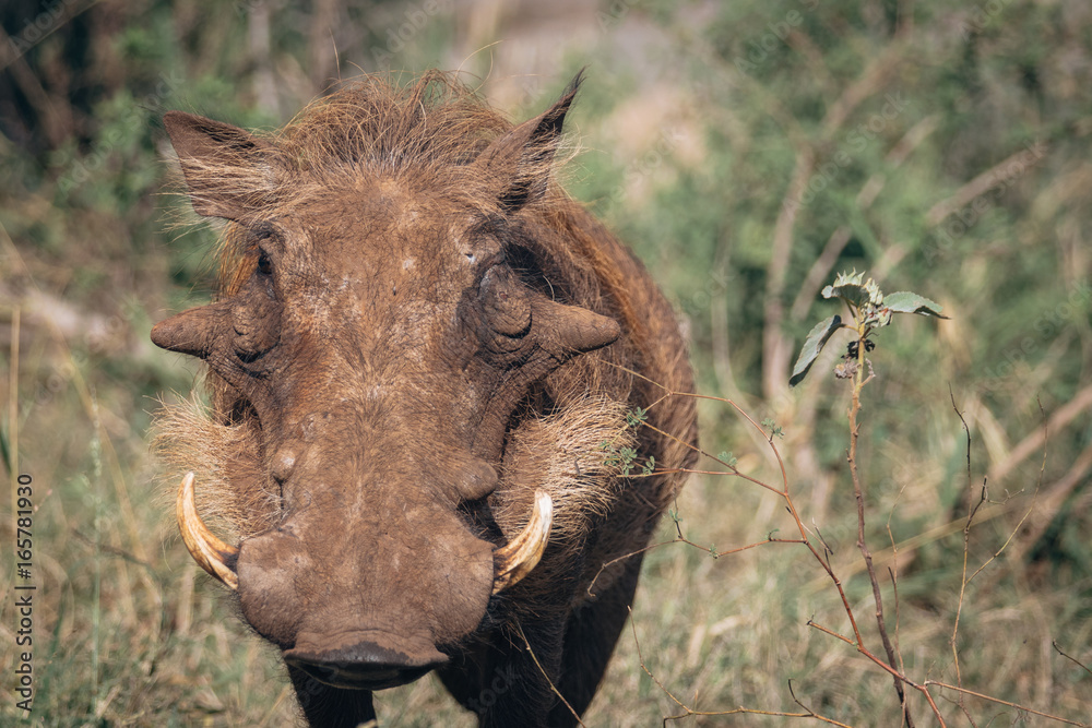 Common warthog Common warthog