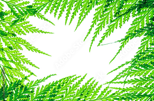 Closeup white space at the center of frame by green fern leaves isolated on white background