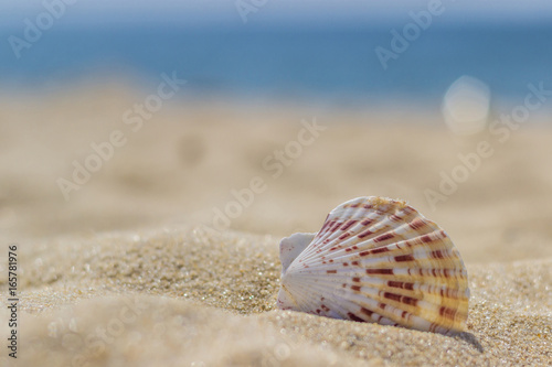seashells on the beach in the sand close up