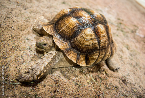 turtle © Donatas